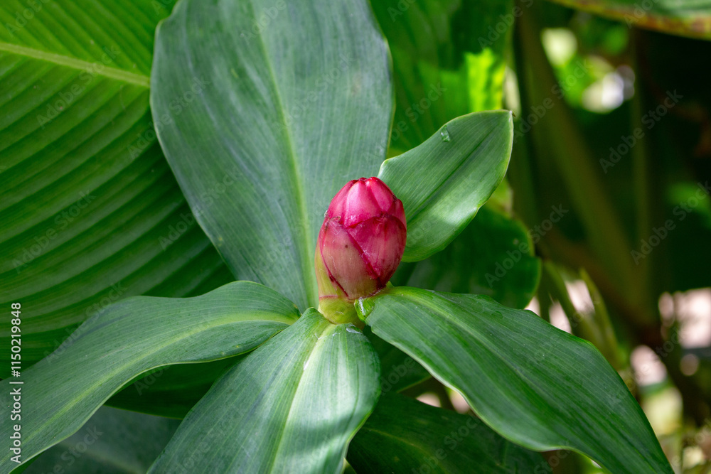A cana-do-brejo é uma planta medicinal, também conhecida como canarana, cana-roxa ou cana-de-macaco. A cana-do-brejo é uma planta medicinal, também conhecida como canarana, cana-roxa ou cana-de-macaco.
