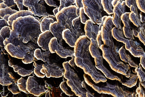 Quadro su tela Polypore mushroom Trametes versicolor - tree mushroom on old rotten stump, Ukrai