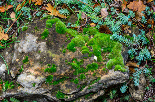 Green moss grows on natural shell stones, Ukraine photo