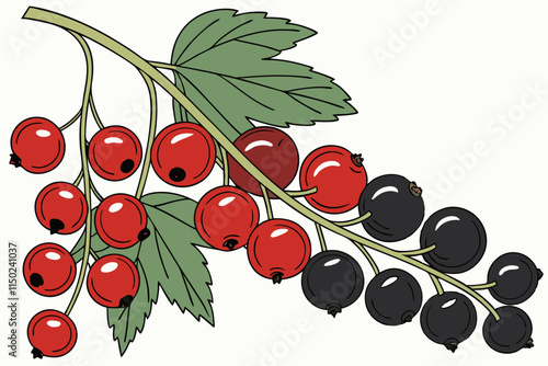 Currant - Red and black versions, typically in a trailing cluster vector silhouette on a white background