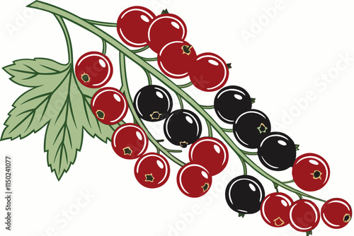 Currant - Red and black versions, typically in a trailing cluster vector silhouette on a white background