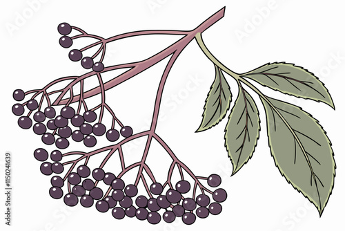 Elderberry - Small, tightly packed clusters with delicate stems vector silhouette on a white background