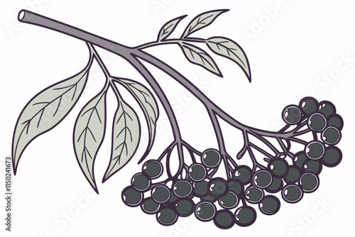 Elderberry - Small, tightly packed clusters with delicate stems vector silhouette on a white background