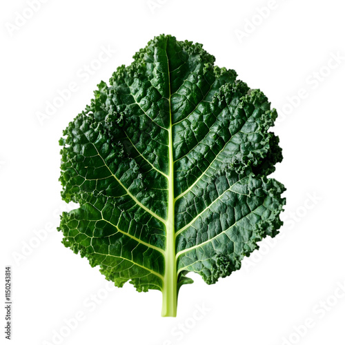 Organic Green Lacinato Kale on transparent background photo