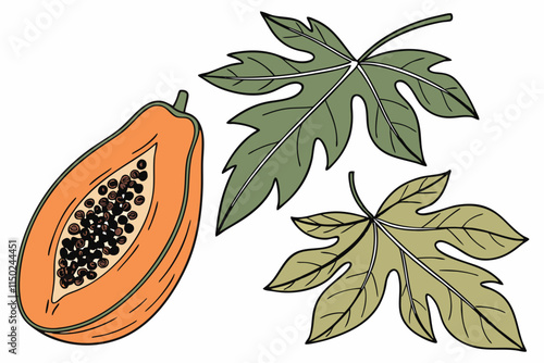 Papaya - Whole, halved showing seeds, and leaf details vector silhouette on a white background