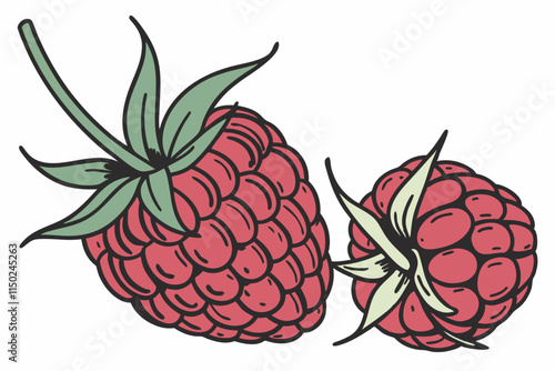 Raspberry - Similar to blackberry but with a more rounded shape vector silhouette on a white background