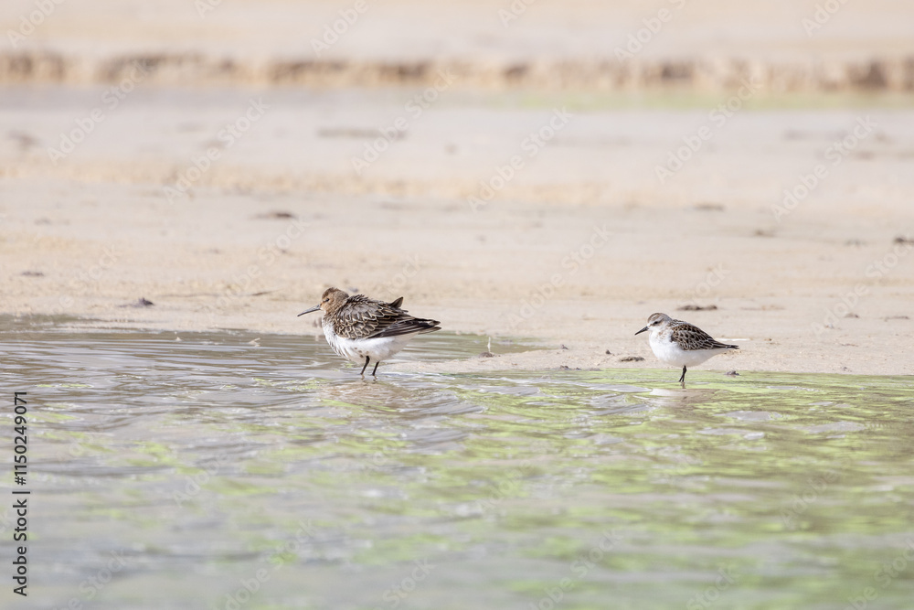 Alpenstrandläufer auf Futtersuche am Strand Alpenstrandläufer auf Futtersuche am Strand