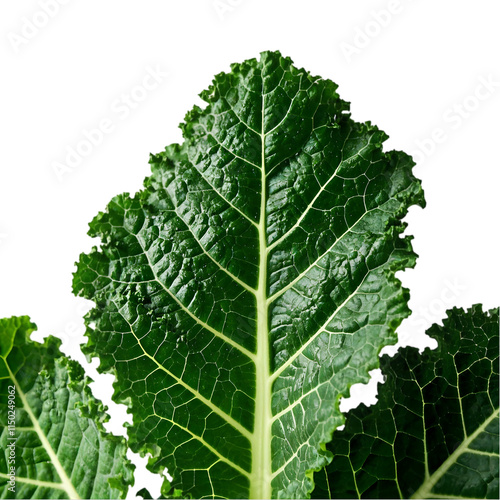 Organic Green Lacinato Kale on transparent background photo