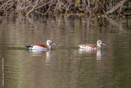 Rotschulterentenpaar schwimmt im See photo