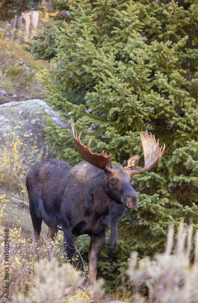 Bull Moose in the rut in Autumn in Grand Teton National Park Wyoming Bull Moose in the rut in Autumn in Grand Teton National Park Wyoming