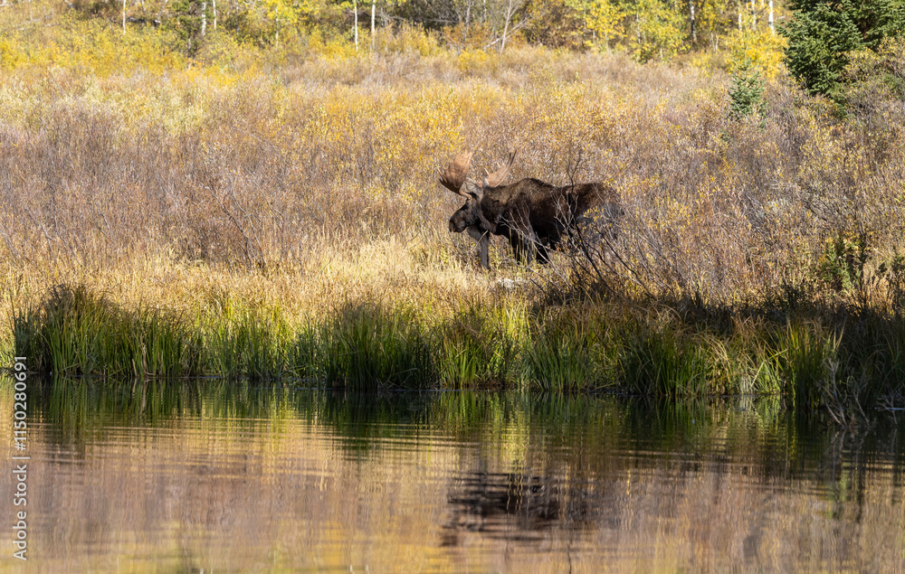 Bull Moose in the rut in Autumn in Grand Teton National Park Wyoming Bull Moose in the rut in Autumn in Grand Teton National Park Wyoming