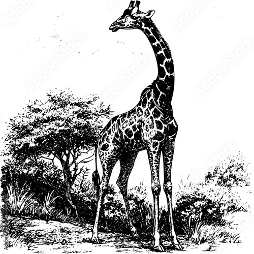 Black and white sketch of a giraffe standing in the savanna.