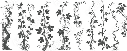 jungle lianas branches silhouette, tropical forest climbing sprouts. Rainforest garden hanging liana vines elements vector illustration se