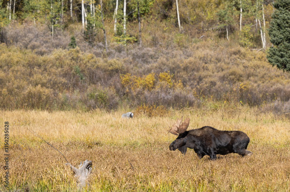 Bull Moose in the rut in Autumn in Grand Teton National Park Wyoming Bull Moose in the rut in Autumn in Grand Teton National Park Wyoming