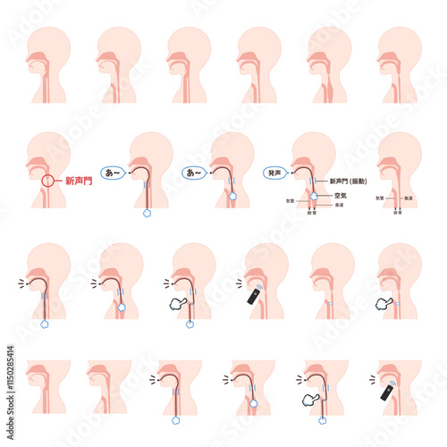 食道発声に関連する体の断面のイラスト素材セット