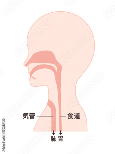 喉頭癌の術後の気管と食道のイラスト