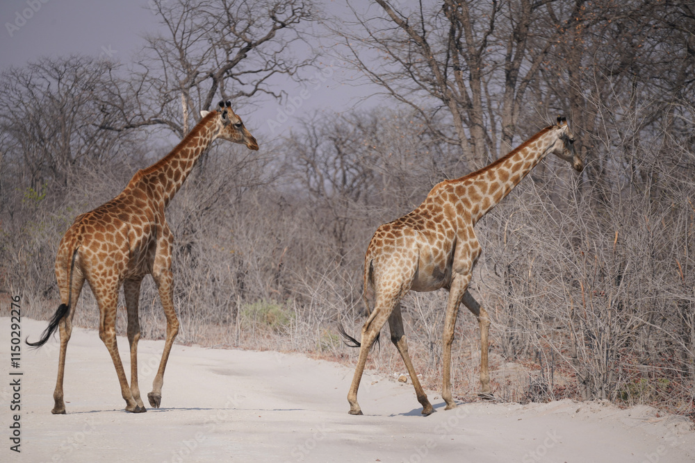 Obraz premium Girafes dans le réserve de Moremi, le long du delta de l'Okavango au Botswana