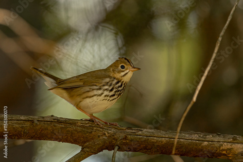 Ovenbird perched on a tree branch in the Delaware Water Gap National Recreation Area photo