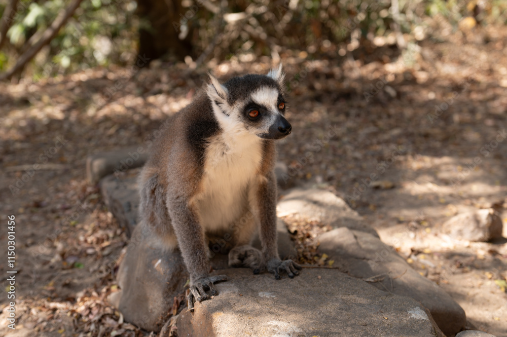 Obraz premium lemur on the ground