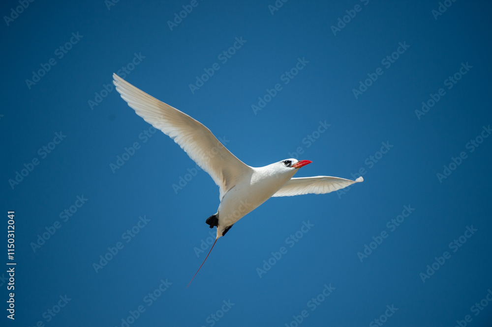 Fototapeta premium seagull in flight