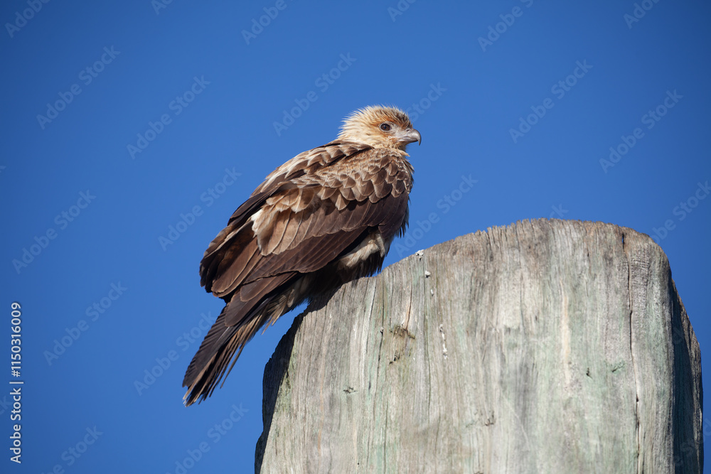 Jungvogel Keilschwanzmilan sitzt auf einem Pfosten. Aufgenommen auf K’gari Fraser Island Queensland Australien. Jungvogel Keilschwanzmilan sitzt auf einem Pfosten. Aufgenommen auf K’gari Fraser Island Queensland Australien.
