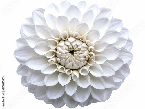 Wallpaper Mural White Dahlia Flower Illustration Torontodigital.ca