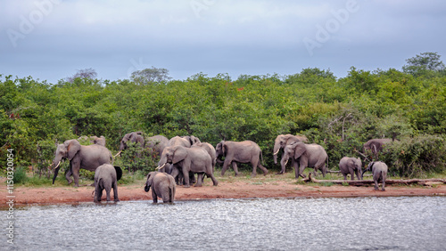 Small group of African bush elephants drinking in lake side in Kruger National park, South Africa ; Specie Loxodonta africana family of Elephantidae