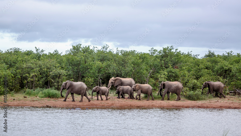 Small group of African bush elephants drinking in lake side in Kruger National park, South Africa ; Specie Loxodonta africana family of Elephantidae Small group of African bush elephants drinking in lake side in Kruger National park, South Africa ; Specie Loxodonta africana family of Elephantidae