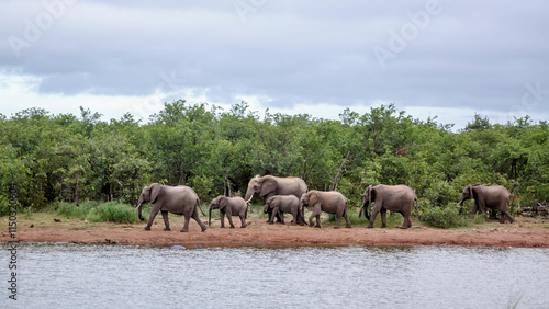 Small group of African bush elephants drinking in lake side in Kruger National park, South Africa ; Specie Loxodonta africana family of Elephantidae
