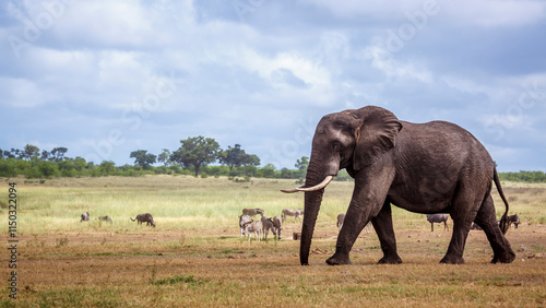 Giant African bush elephant walking in lowland in  Kruger National park, South Africa ; Specie Loxodonta africana family of Elephantidae