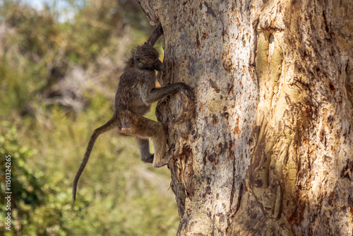 Chacma baboon climbing a tree with nice bark in Kruger National park, South Africa ; Specie Papio ursinus family of Cercopithecidae