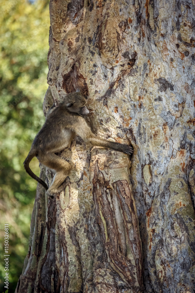 Obraz premium Chacma baboon climbing a tree with nice bark in Kruger National park, South Africa ; Specie Papio ursinus family of Cercopithecidae