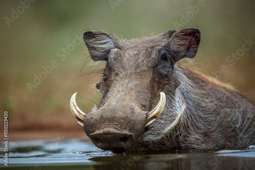 Common warthog portrait bathing in waterhole in Kruger National park, South Africa ; Specie Phacochoerus africanus family of Suidae