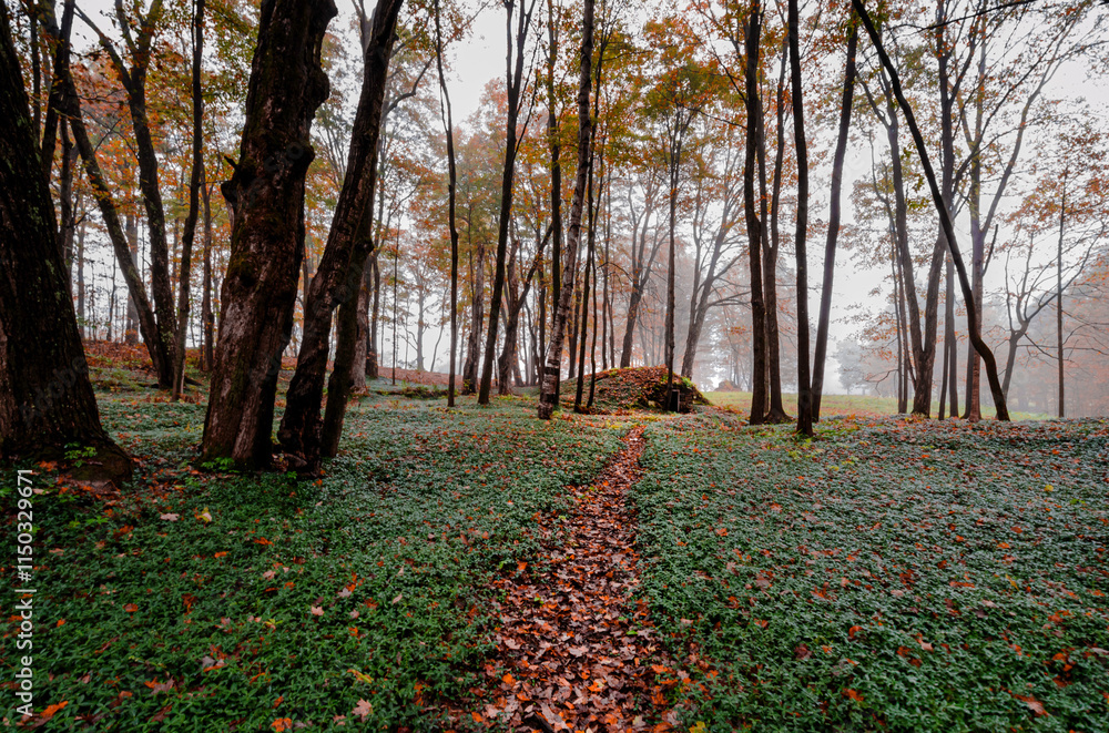 Autumn fall foliage leaf covered path leading to ancient cellar in the woods Autumn fall foliage leaf covered path leading to ancient cellar in the woods