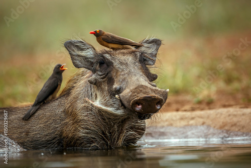 Common warthog portrait with oxpecker on the head  in Kruger National park, South Africa ; Specie Phacochoerus africanus family of Suidae