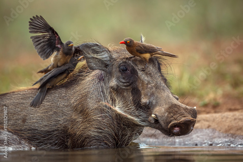 Konstfotografi Common warthog portrait with oxpecker on the head  in Kruger National park, Sout