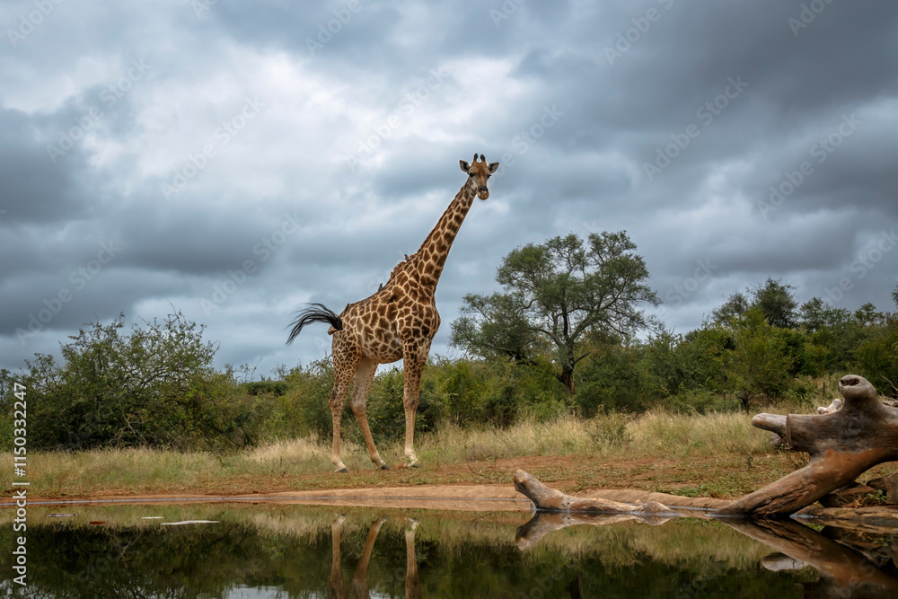 Obraz premium Giraffe standing along waterhole in Kruger National park, South Africa ; Specie Giraffa camelopardalis family of Giraffidae