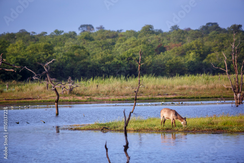 Common Waterbuck grazing in middle of lake in Kruger National park, South Africa ; Specie Kobus ellipsiprymnus family of Bovidae photo