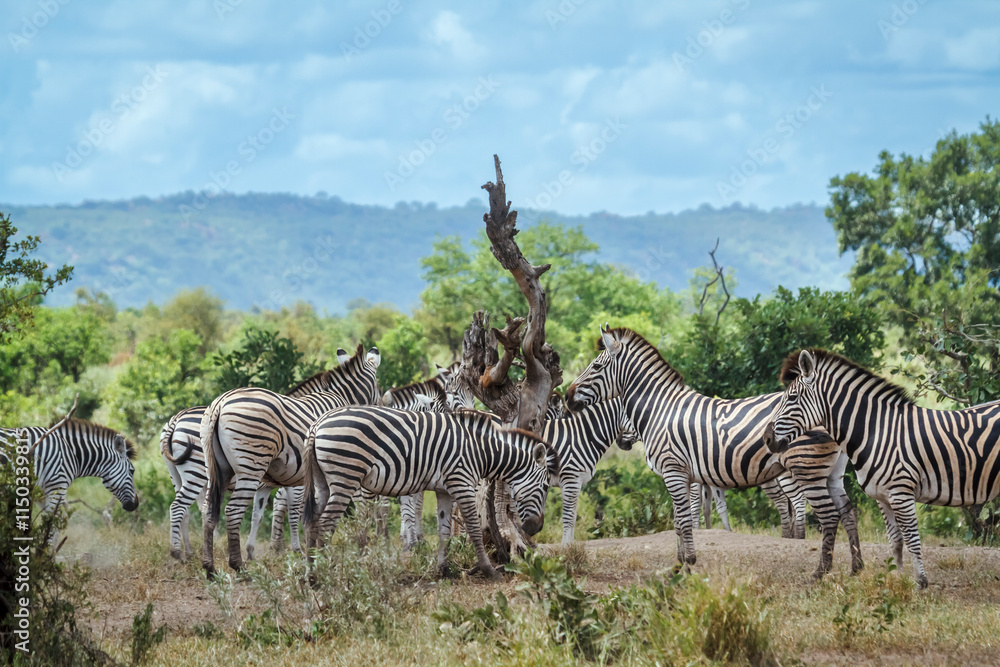 Obraz premium Small group of Plains zebras in green savannah in Kruger National park, South Africa ; Specie Equus quagga burchellii family of Equidae