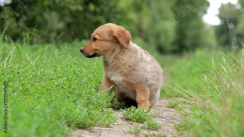 Wallpaper Mural Funny cute puppy on a walk with the owner.Active dog has good time on walk on nature background outside city. Cute little doggy. Torontodigital.ca