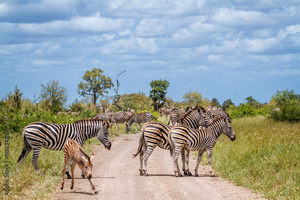 Obraz premium Small group of Plains zebras with calf on safari road in Kruger National park, South Africa ; Specie Equus quagga burchellii family of Equidae