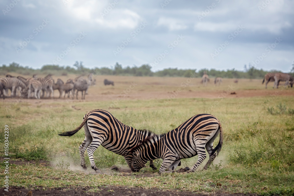 Obraz premium Two Plains zebras fighting in savannah in Kruger National park, South Africa ; Specie Equus quagga burchellii family of Equidae