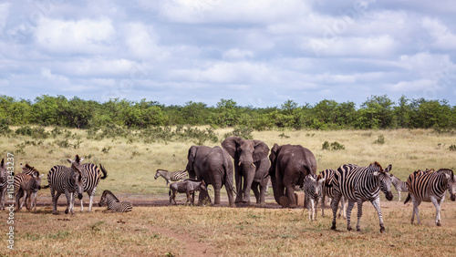 Plains zebras and African bush elephants sharing waterhole in Kruger National park, South Africa ; Specie Loxodonta africana family of Elephantidae