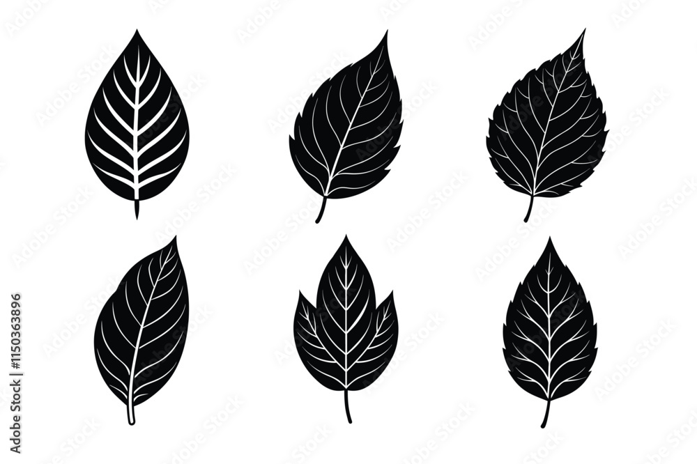 Obraz premium set of leaves isolated