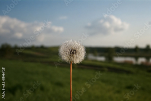 Blooming dandelion in a green field