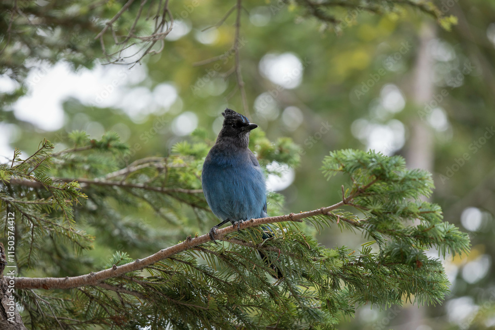 Obraz premium Mount Rainer Blue Bird