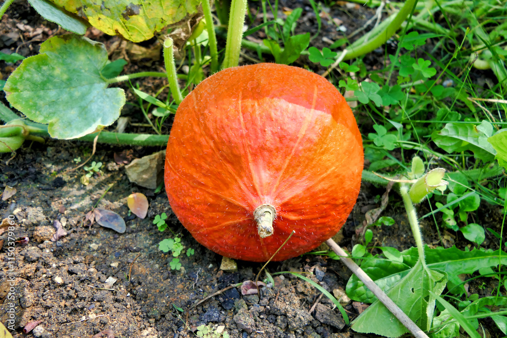 Obraz premium Red Kuri Squash.