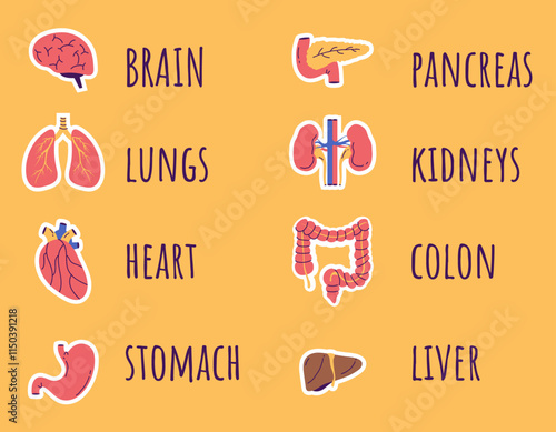Internal organ human anatomy stickers isolated concept. Vector design graphic illustration