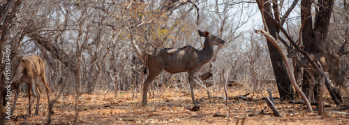 Canvas Print Kudu antelopes at African savanna