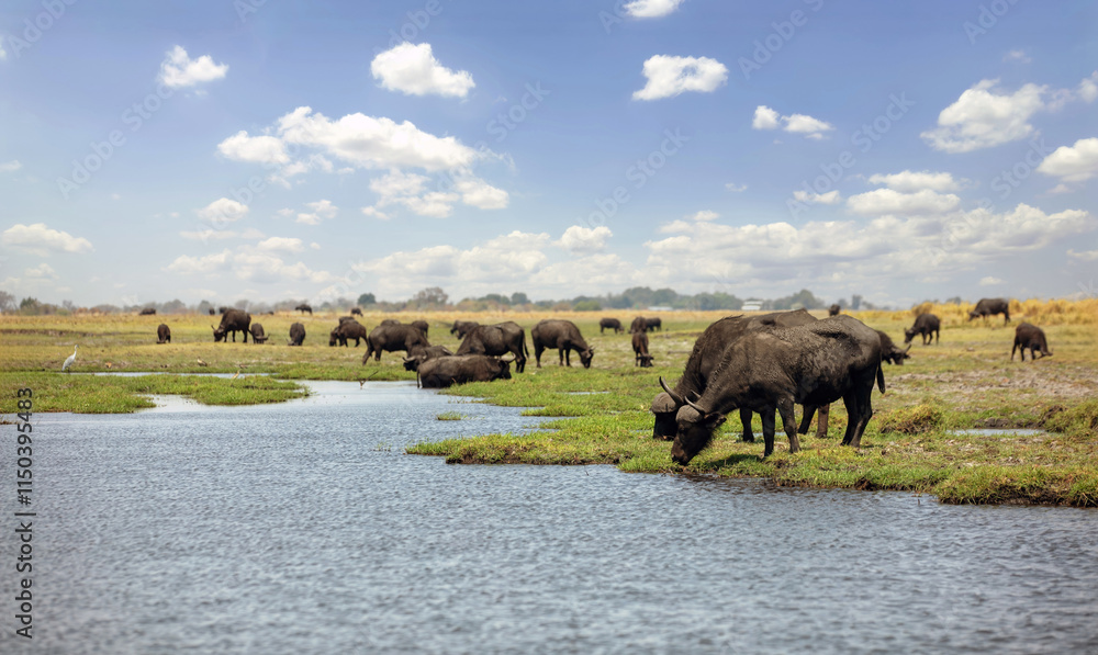 African buffalos, herd of cape buffalos in Chobe National Park in Botswana Africa African buffalos, herd of cape buffalos in Chobe National Park in Botswana Africa